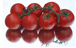 tomaat1